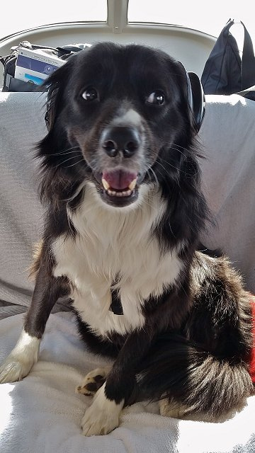 Border collie mutt sales mix